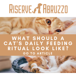 What should a cat's daily feeding ritual look like?